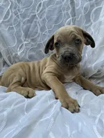 Cane Corso Fawn, a male Cane Corso for sale in Winder, GA – 5 of 5