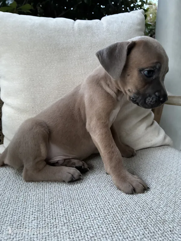 Cane Corso Formentino  – Cane Corso puppy for sale in Winder, GA