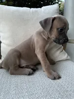Cane Corso Formentino , a male Cane Corso for sale in Winder, GA – 1 of 5