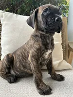 Cane Corso Brindle Male , a male Cane Corso for sale in Winder, GA – 7 of 7