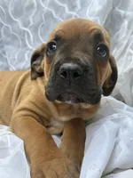 Cane Corso Red Fawn, a male Cane Corso for sale in Winder, GA – 6 of 6