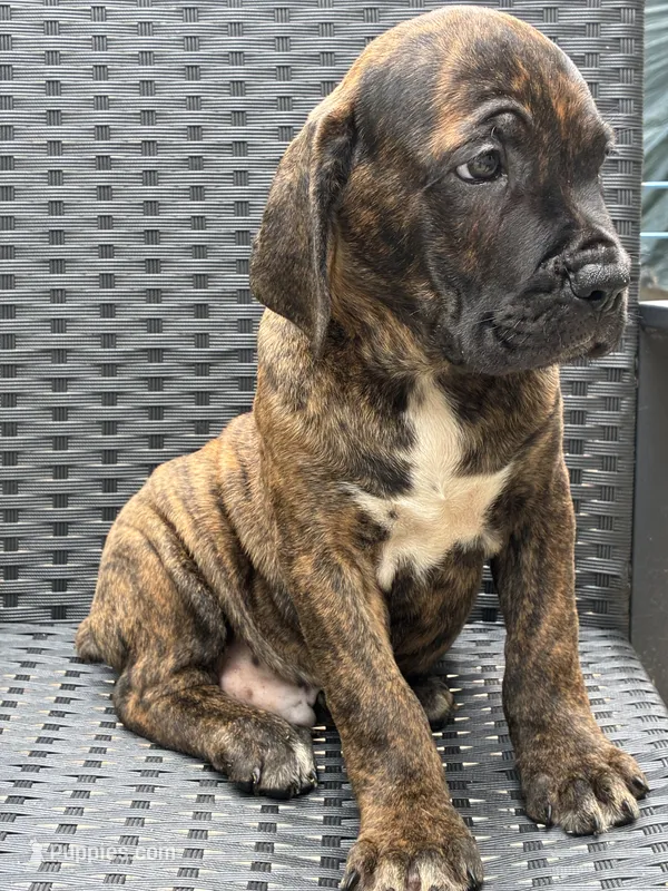 Cane Corso Brindle Male  – Cane Corso puppy for sale in Winder, GA