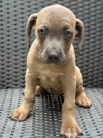 Cane Corso Fawn Formentino Male , a male Cane Corso for sale in Winder, GA – 2 of 3