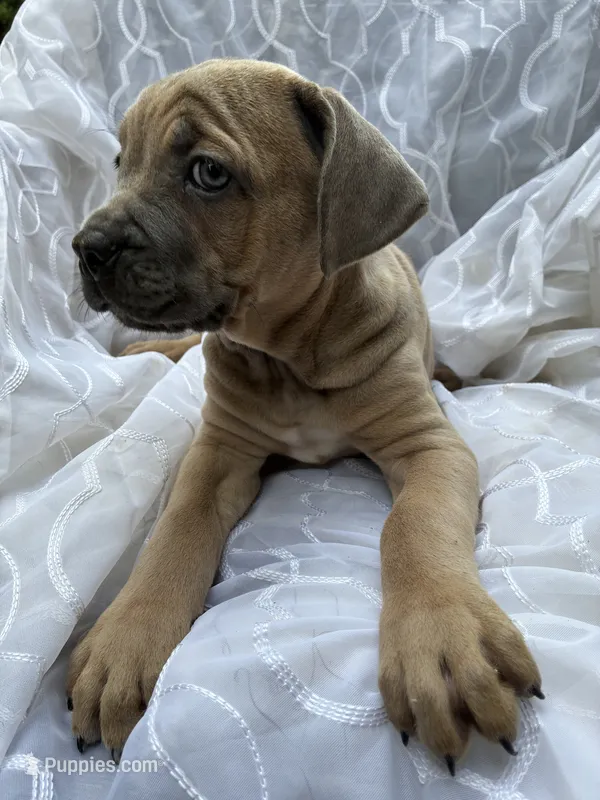 Cane Corso Formentino  – Cane Corso puppy for sale in Winder, GA