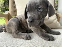 Cane Corso Blue/Gray Brindle Male, a male Cane Corso for sale in Winder, GA – 3 of 5
