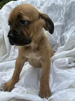 Cane Corso Red Fawn, a male Cane Corso for sale in Winder, GA – 2 of 6