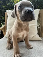 Cane Corso Fawn Formentino Male , a male Cane Corso for sale in Winder, GA – 4 of 6