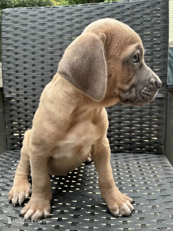 Cane Corso Fawn Formentino Male  – Cane Corso puppy for sale in Winder, GA