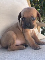 Cane Corso Red Runt , a male Cane Corso for sale in Winder, GA – 2 of 5