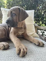 Cane Corso Formentino , a male Cane Corso for sale in Winder, GA – 3 of 7
