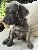 Cane Corso Blue/Gray Brindle Male, a male Cane Corso for sale in Winder, GA – 4 of 5