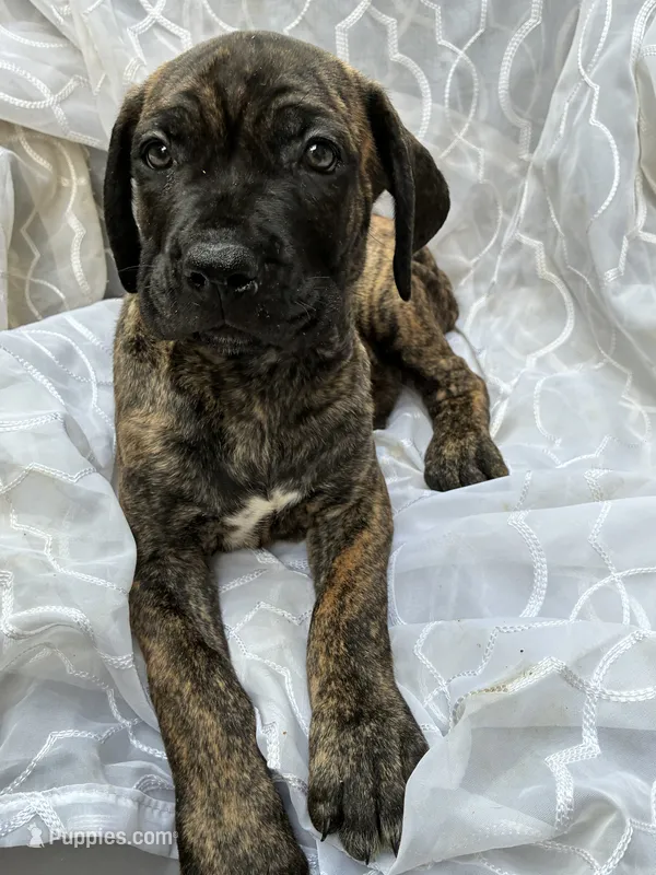 Cane Corso Black/Chestnut Brindle Male  – Cane Corso puppy for sale in Winder, GA