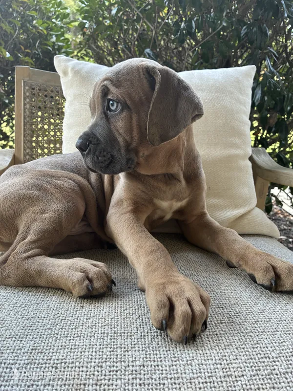 Cane Corso Formentino Male – Cane Corso puppy for sale in Winder, GA