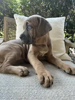 Cane Corso Formentino , a male Cane Corso for sale in Winder, GA – 5 of 7