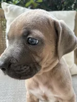 Cane Corso Fawn Formentino Male , a male Cane Corso for sale in Winder, GA – 2 of 6