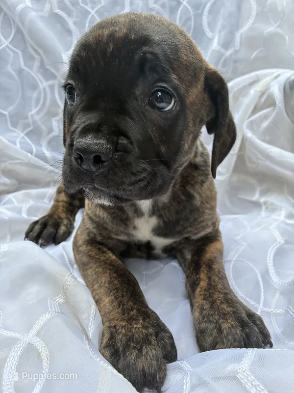 Cane Corso Chestnut Brindle Male  – Cane Corso puppy for sale in Winder, GA