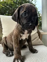 Cane Corso Black/Chestnut Brindle Male , a male Cane Corso for sale in Winder, GA – 3 of 6