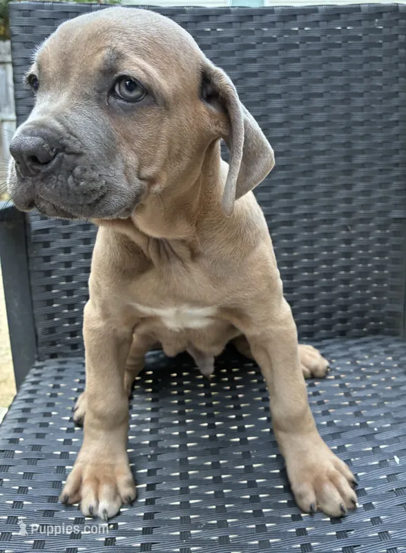 Cane Corso formentino Male  – Cane Corso puppy for sale in Winder, GA