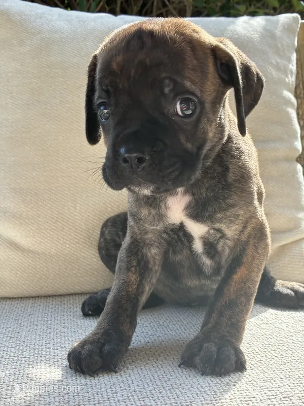 Cane Corso Black Brindle Male  – Cane Corso puppy for sale in Winder, GA