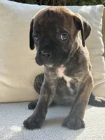 Cane Corso Black Brindle Male , a male Cane Corso for sale in Winder, GA – 1 of 3