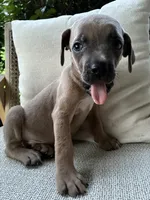 Cane Corso Formentino , a male Cane Corso for sale in Winder, GA – 3 of 5