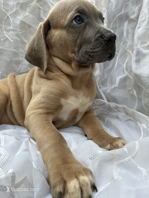 Cane Corso Fawn Formentino Male  – Cane Corso puppy for sale in Winder, GA