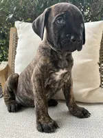 Cane Corso Brindle Male , a male Cane Corso for sale in Winder, GA – 3 of 7