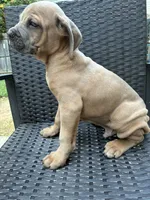Cane Corso formentino Male , a male Cane Corso for sale in Winder, GA – 2 of 4