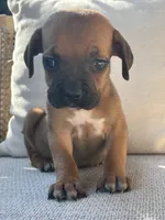 Cane Corso Red Runt , a male Cane Corso for sale in Winder, GA – 4 of 5