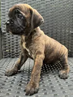 Cane Corso Chestnut Brindle Male , a male Cane Corso for sale in Winder, GA – 6 of 6