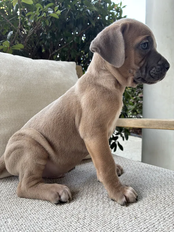 Cane Corso Fawn Formentino Male  – Cane Corso puppy for sale in Winder, GA