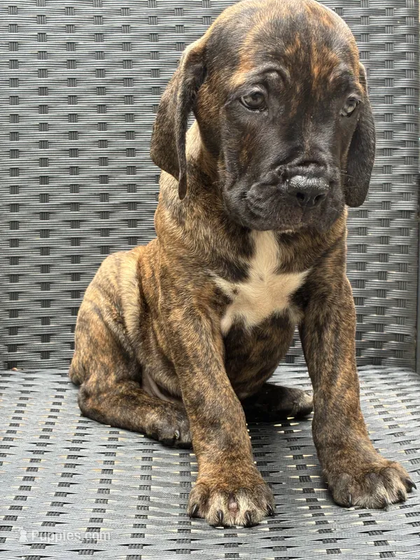 Cane Corso Brindle Male  – Cane Corso puppy for sale in Winder, GA