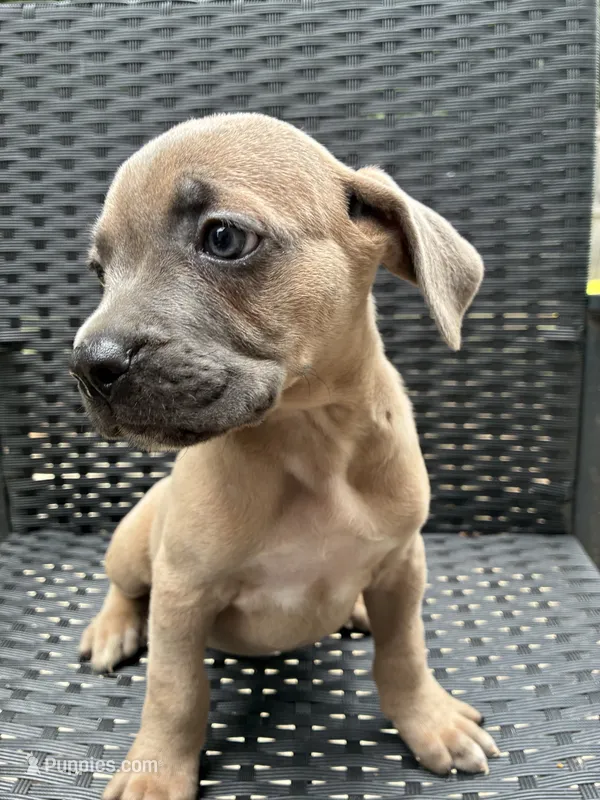 Cane Corso Formentino  – Cane Corso puppy for sale in Winder, GA