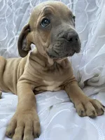 Cane Corso Fawn, a male Cane Corso for sale in Winder, GA – 2 of 5