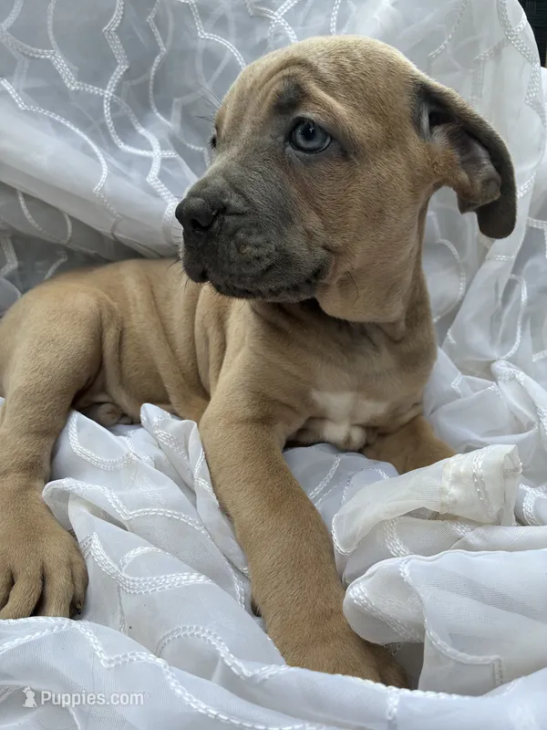 Cane Corso Formentino  – Cane Corso puppy for sale in Winder, GA
