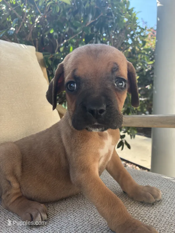 Cane Corso Red  – Cane Corso puppy for sale in Winder, GA