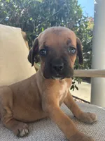 Cane Corso Red Runt , a male Cane Corso for sale in Winder, GA – 3 of 5