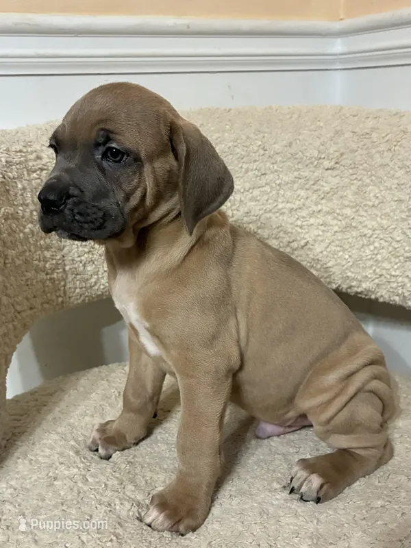 Cane Corso Fawn Formentino Male  – Cane Corso puppy for sale in Winder, GA