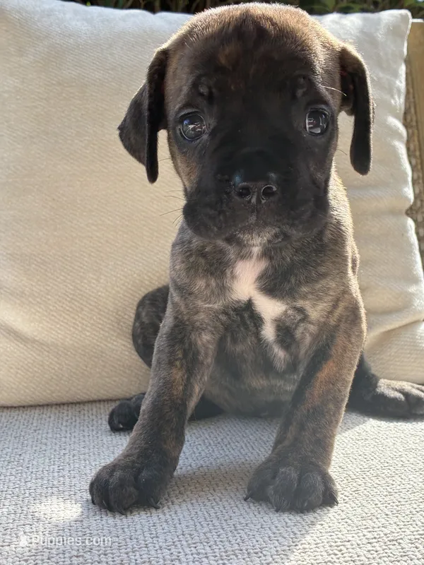 Cane Corso Black Brindle Male  – Cane Corso puppy for sale in Winder, GA