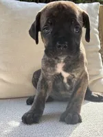 Cane Corso Black Brindle Male , a male Cane Corso for sale in Winder, GA – 2 of 3