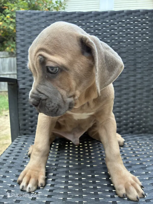 Cane Corso formentino Male  – Cane Corso puppy for sale in Winder, GA