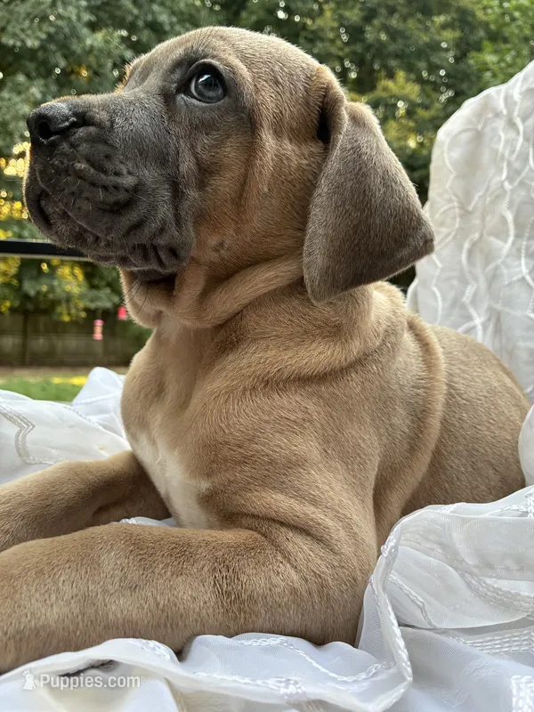 Cane Corso Fawn Formentino Male  – Cane Corso puppy for sale in Winder, GA