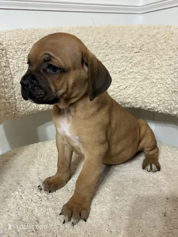 Cane Corso Red  – Cane Corso puppy for sale in Winder, GA
