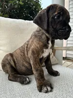 Cane Corso Black/Chestnut Brindle Male , a male Cane Corso for sale in Winder, GA – 4 of 6