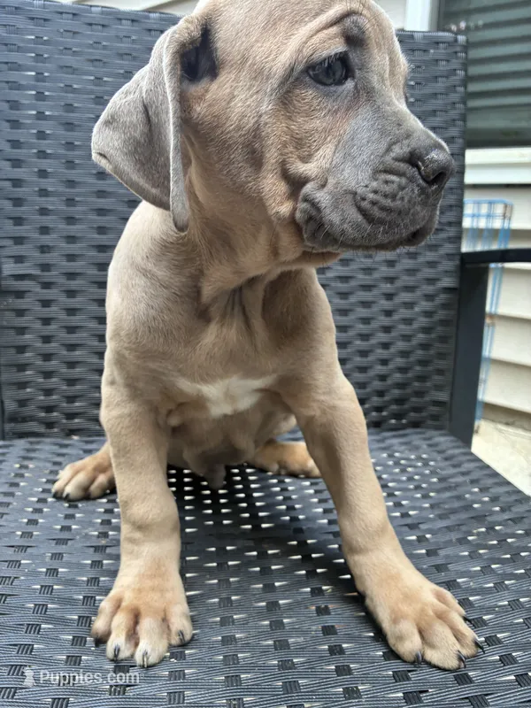 Cane Corso Fawn Formentino Male  – Cane Corso puppy for sale in Winder, GA