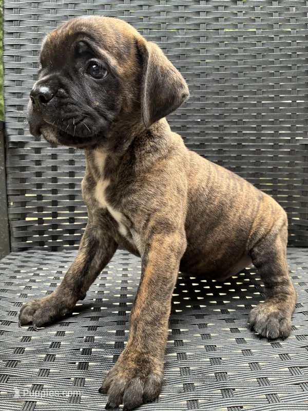 Cane Corso Black Brindle Male  – Cane Corso puppy for sale in Winder, GA