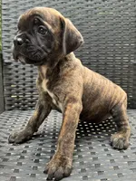 Cane Corso Chestnut Brindle Male , a male Cane Corso for sale in Winder, GA – 1 of 6