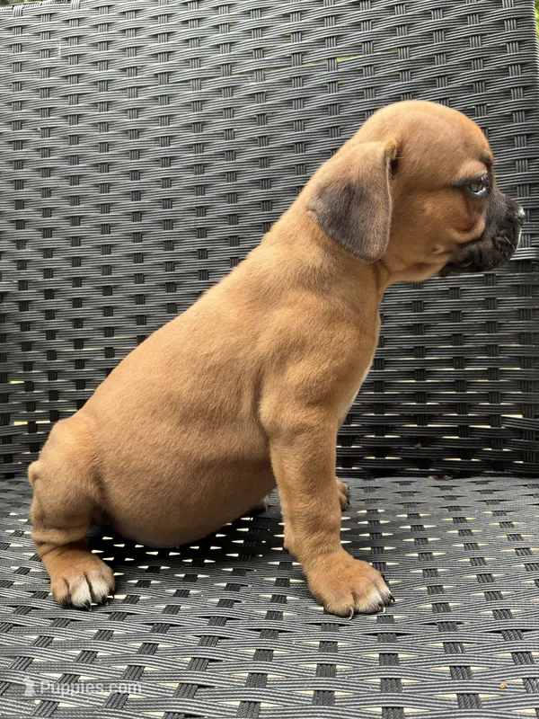 Cane Corso Red  – Cane Corso puppy for sale in Winder, GA