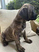 Cane Corso Brindle Male , a male Cane Corso for sale in Winder, GA – 2 of 7