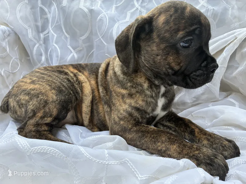 Cane Corso Chestnut Brindle Male  – Cane Corso puppy for sale in Winder, GA